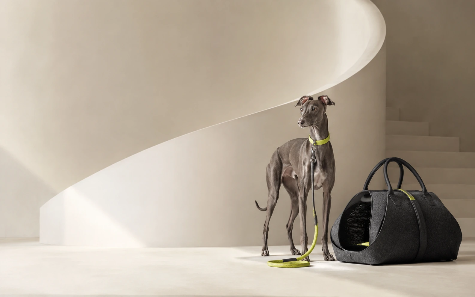 A relaxed dog in a warm, sunlit home
